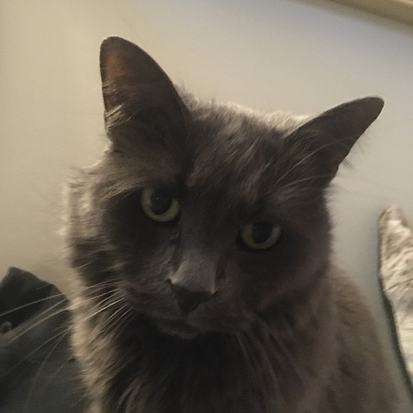 Meet your Posher, Nan - Picture 1 of 1